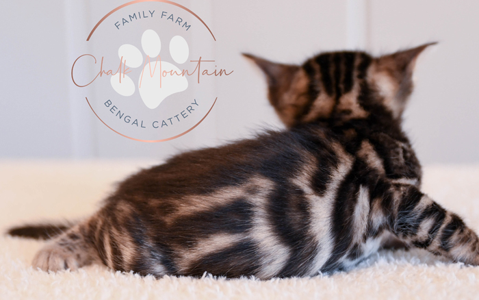 Bengal kitten for sale